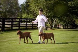 Professional advertising photography shot showing a boy walking his two dogs in a field. Shot by professional northeast advertising photographer Cal Carey.